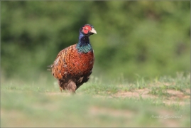 <p>BAŽANT OBECNÝ (Phasianus colchicus) Mladá Boleslav-Radouč /Common pheasant - Fasan/</p>